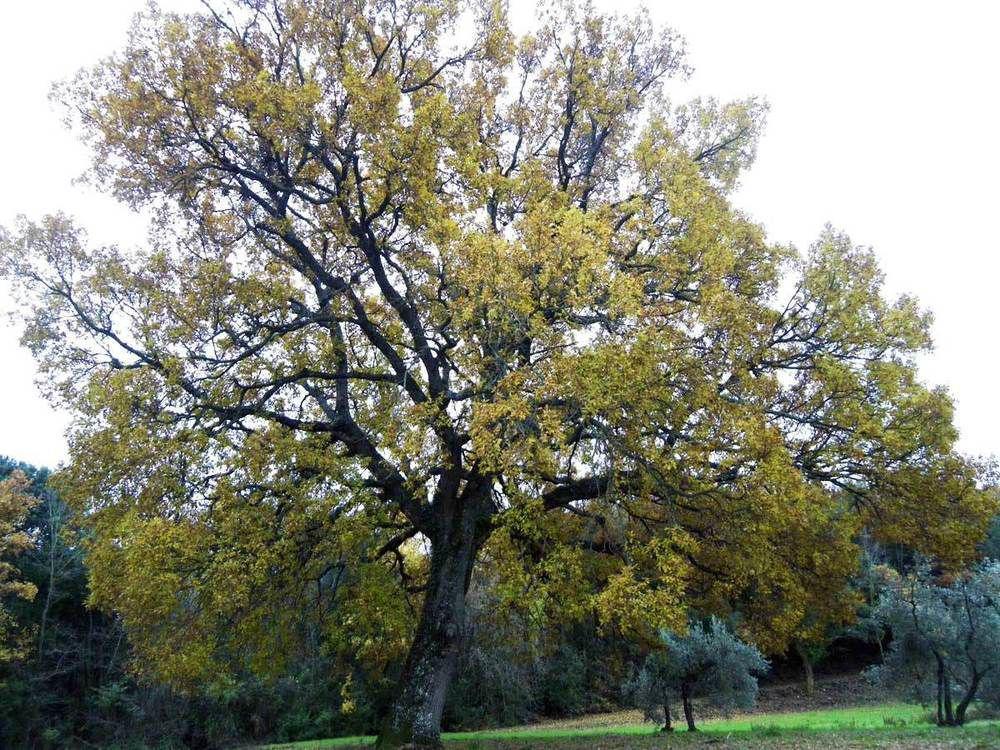 Prato A Baldo Villa Massa Marittima Luaran gambar